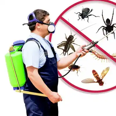 pest control Weymouth